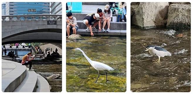 청계천의 조류들. [유튜브 숏폼리스트 화면캡쳐]