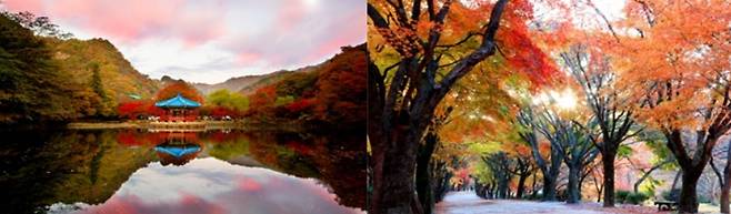 내장산 자연사랑길[국립공원공단 제공]