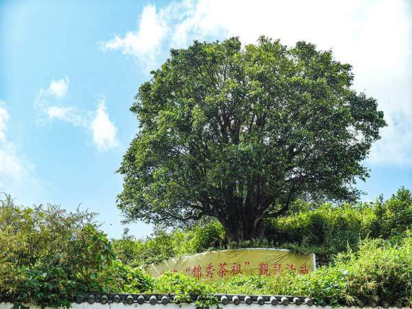 현존하는 가장 오래된 차나무 '금수차존'. 중국 윈난성에 있는 이 나무를 중국인들은 성인처럼 사당을 만들어 숭배하고 있다.