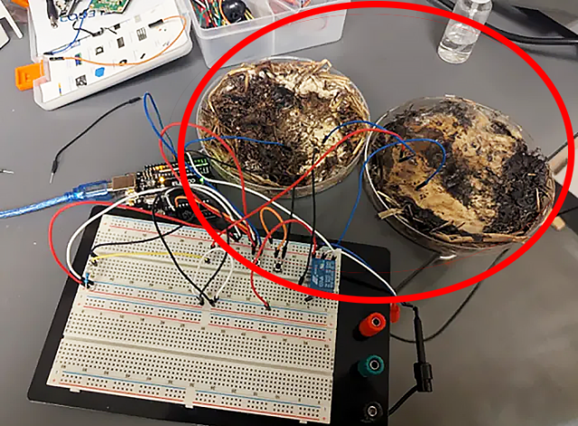 탈수·배선 처리한 버섯을 활용해 실험하는 모습. 사진=오하이오주립대