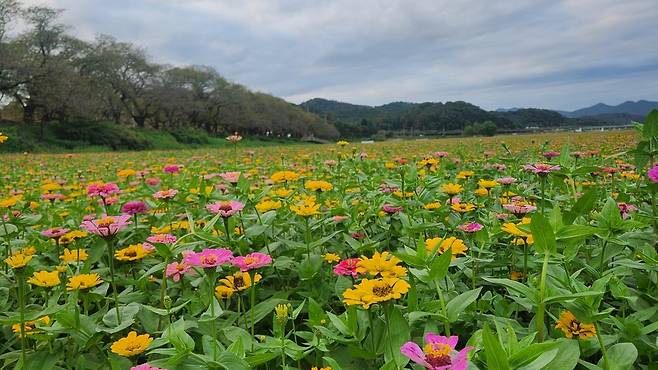 경주시 형산강변 백일홍 물결로 시민과 관광객이 함께 즐길 수 있는 도심 속 가을 정원 모습. /경주시 제공