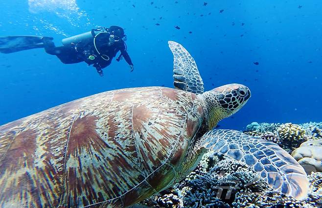 29일(현지시간) 인도네시아 마나도 부나켄 해양국립공원에서 이스타항공의 인천-마나도 첫 편을 통해 도착한 관광객들이 다이빙을 하고 있다. 2025.10.29/뉴스1 ⓒ News1 안은나 기자