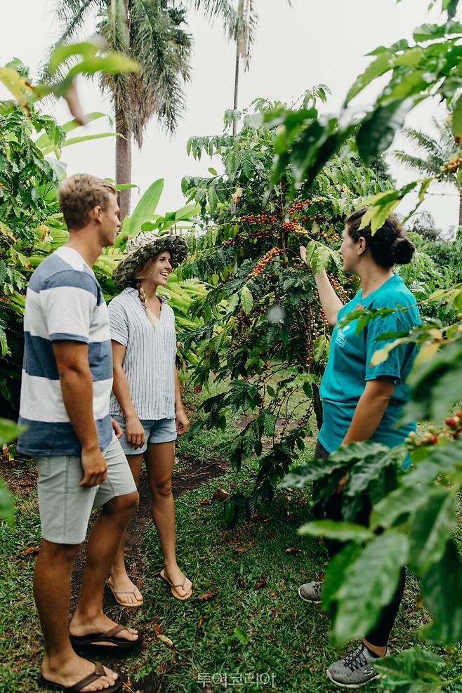 하와이&nbsp;아일랜드&nbsp;코나의&nbsp;커피&nbsp;농장에서&nbsp;진행되는&nbsp;투어.&nbsp;/사진&nbsp;-하와이&nbsp;관광청