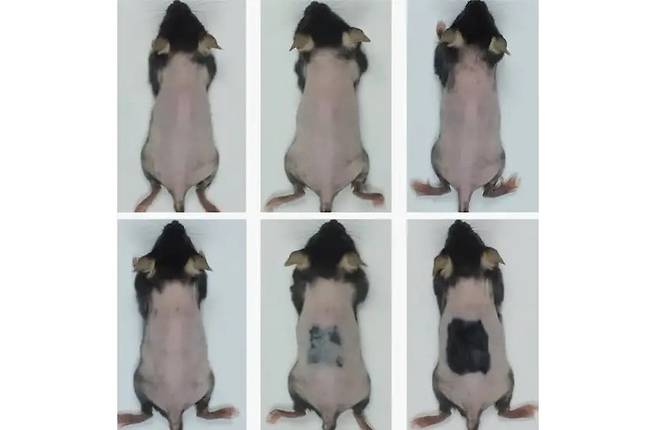 자극제를 바른 실험쥐 피부에서 새로운 털이 돋아나기 시작한 모습. (셀 메타볼리즘 논문 삽입 이미지 갈무리)