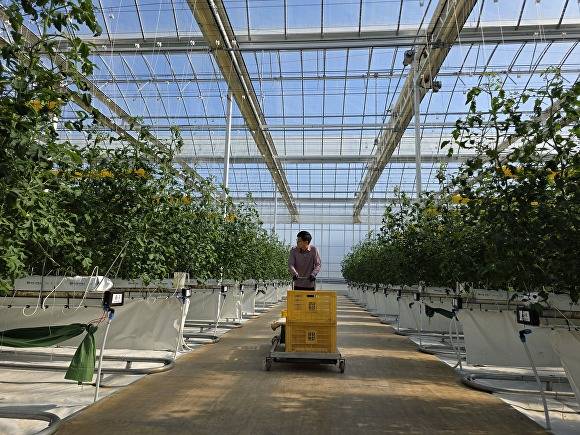 토마토를 재배하고 있는 스마트팜 [사진=남원시 ]