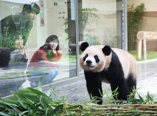 경기도 용인시 에버랜드 판다 세컨드 하우스(Panda 2nd House)에서 쌍둥이 판다 루이바오가 방사장을 돌아다니고 있다. 사진=연합뉴스