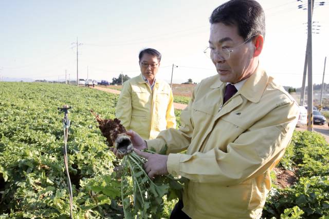 ▲권익현 전북 부안군수가 가을 채소 재벼현장을 찾아 병해충 확산 상황을 점검하고 있다. ⓒ부안군