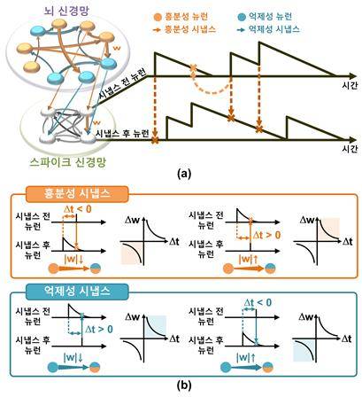 뉴로모픽 시스템을 활용한 실시간 신경망 분석법 [KIST 제공. 재판매 및 DB 금지]