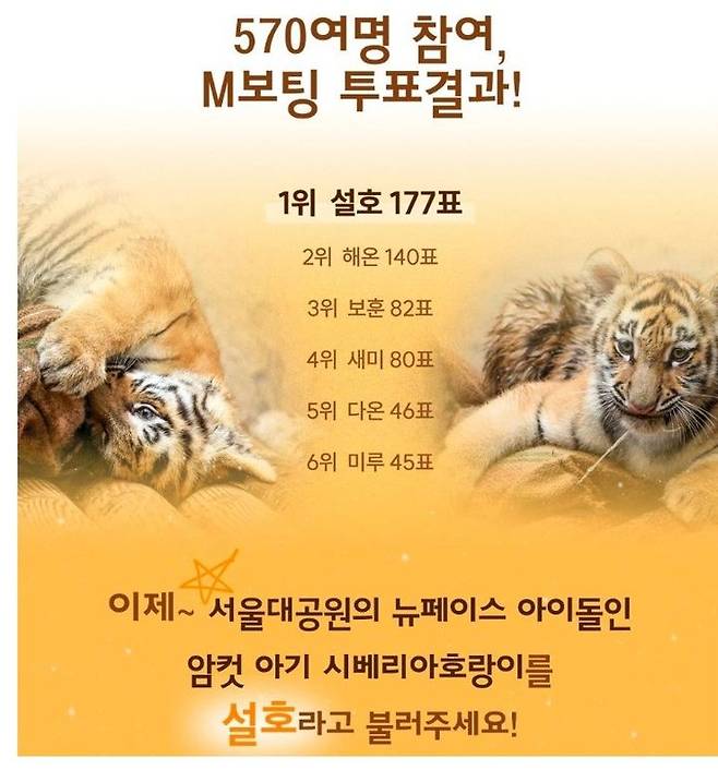 [서울=뉴시스]새끼 시베리아 호랑이 설호. 2025.09.29. (사진=서울대공원 제공) *재판매 및 DB 금지