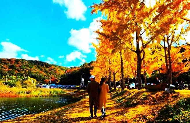 충북 괴산 양곡리 은행나무길