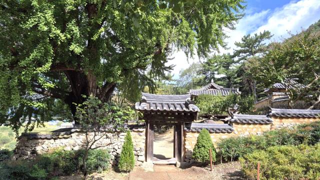 해마다 11월이 되면 수많은 관람객으로 붐비는 경남 밀양시 금시당과 500년 된 은행나무. 남태우 기자