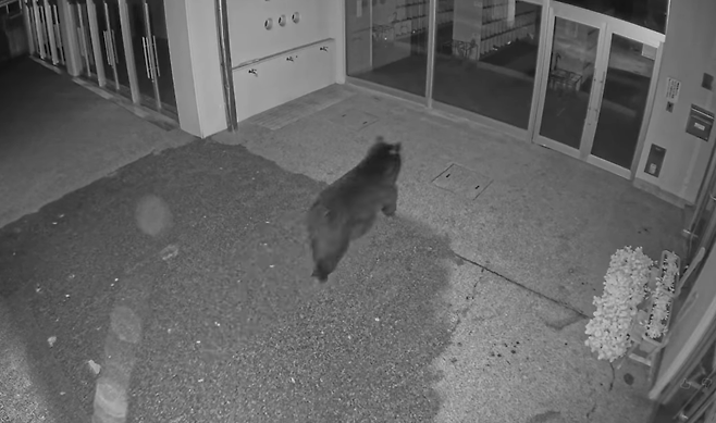 지난 29일 일본 야마가타현 한 초등학교에 나타난 야생곰.[X(구 트위터) 갈무리]