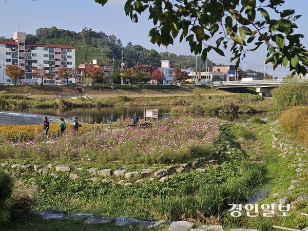 가을을 맞은 오산천 곳곳에 코스모스가 피어있다. 오산/공지영기자 jyg@kyeongin.com