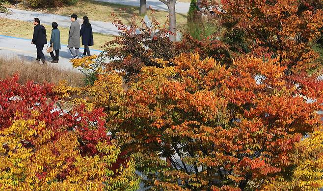 31일 단풍이 물들어 있는 경기 화성시 동탄호수공원 모습. /뉴스1