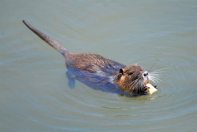 뉴트리아의 정식 한국이름은 '늪너구리'다. 게티이미지뱅크
