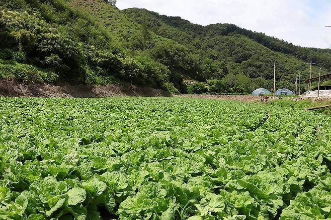 충북 괴산군에 위치한 CJ제일제당 '그린로즈' 시범 재배지 전경. / 사진=CJ제일제당