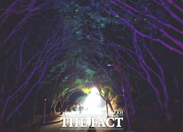독립기념관 단풍나무숲길의 나무터널이 가을 밤 빛을 따라 걷는 사람들의 모습이 환상적인 분위기를 자아내고 있다. /정효기 기자