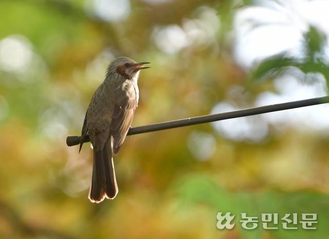 볼이 붉은 직박구리.