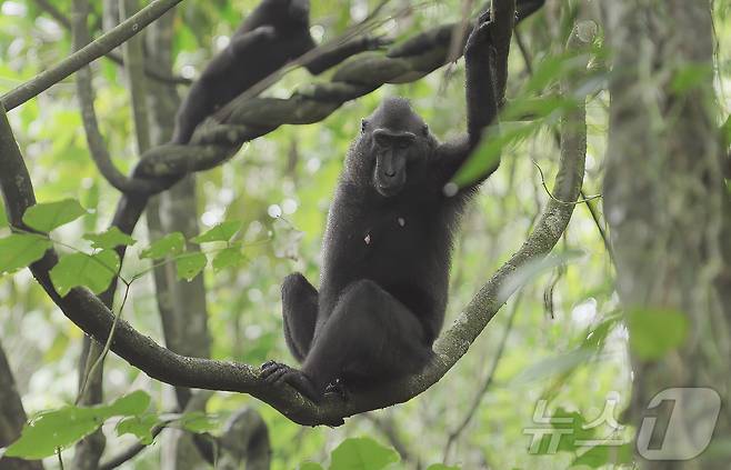 셀카 원숭이로 유명한 크레센트 블랙 마카크(검은원숭이). ⓒ News1 안은나 기자