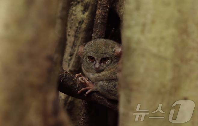 세상에서 가장 작은 타르시우스 안경원숭이. ⓒ News1 안은나 기자