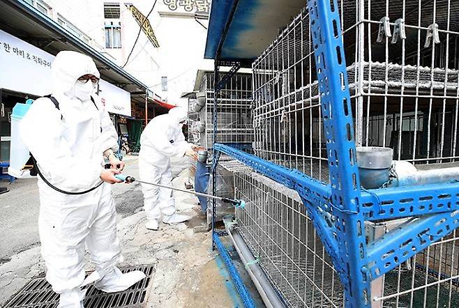 광주 북구청 시장산업과 동물정책팀 직원들이 관내 한 재래시장 닭오리 판매업소에서 조류인플루엔자 예방을 위해 긴급 방역을 실시하고 있다. 2025.5.21 (ⓒ뉴스1, 무단 전재-재배포 금지)