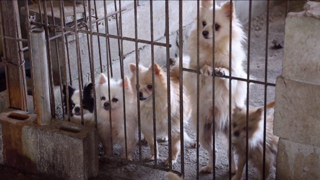 2021년 경기 광주시에서 적발된 불법 번식장의 모습. 동물자유연대 제공