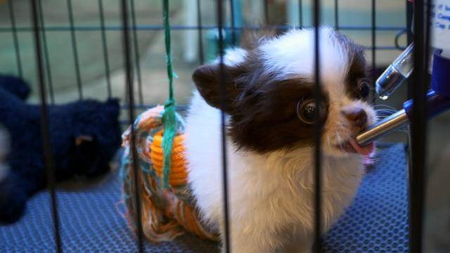 현행법상 동물판매업이 존재하는 만큼 펫숍 근절에 대해서는 법제화가 지지부진한 상태다. 게티이미지뱅크 *이해를 돕기 위한 자료 사진입니다.