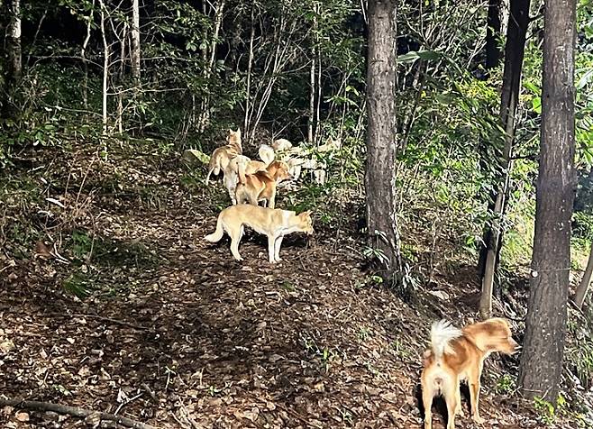 A pack of dogs is spotted near dormitory buildings on the Seoul National University campus. (SNULife)