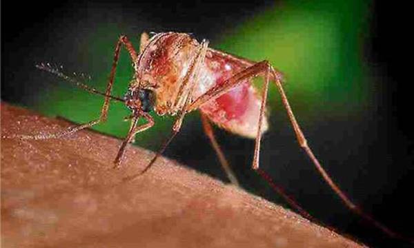 열대집모기. 브라질 일간지 에스타두 지 상파울루