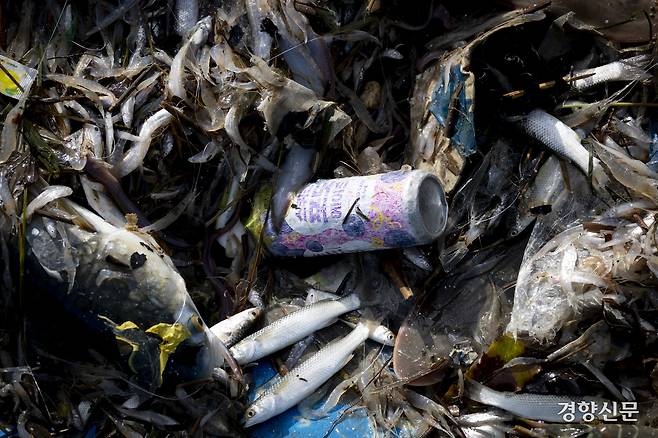 물고기 사이에 음료수 캔이 보인다. 강화 l 문재원 기자