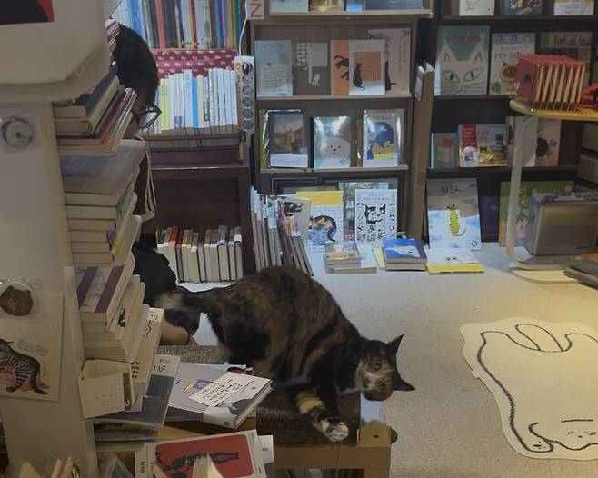 Haro, a cat at Chaekbonyang (Lee Seung-ku/The Korea Herald)
