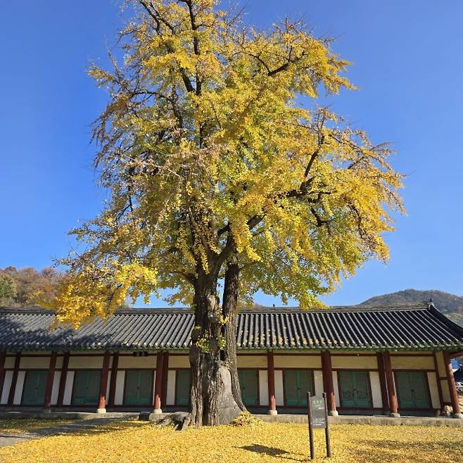 전주 한옥마을의 단풍나무