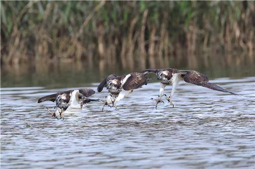 물고기 사냥하는 물수리 [촬영 유형재·연합뉴스 자료사진]