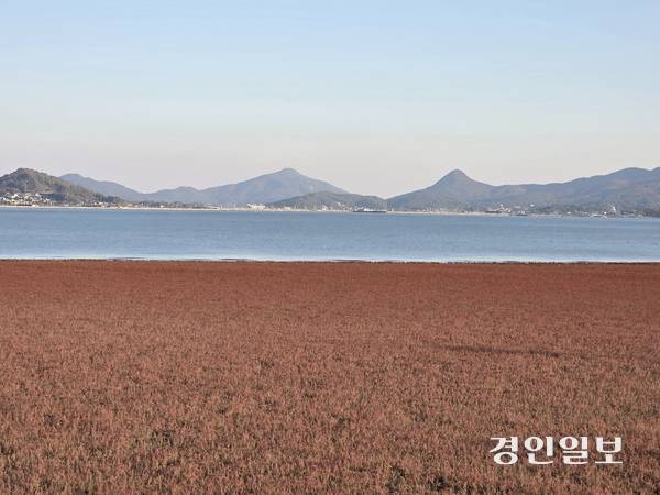강화 석모도 칠면초(나문재) 군락지의 붉게 물든 모습이 바다와 하늘과 묘한 대조를 이룬다. 2025.11.4 /정진오기자 schild@kyeongin.com