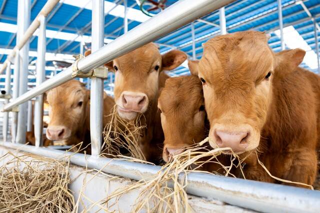 클립아트코리아