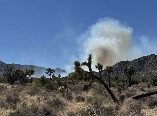 산불이 발생한 조슈아트리국립공원. 사진 제이넵 그레이브스.