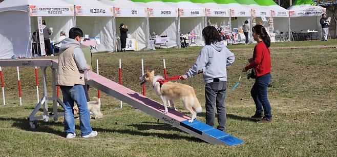 지난 1일 열린 '영천에서 함께하개' 반려문화 체험행사 ⓒ영천시