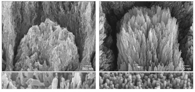 손상된 치아(왼쪽)와 해당 치아에 젤을 바른 뒤 약 2주 뒤 새로운 에나멜 층이 생성된 모습(오른쪽). 사진=노팅엄대