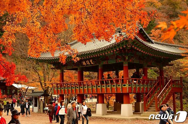 장성 백양사 단풍. (재판매 및 DB금지)ⓒ News1DB