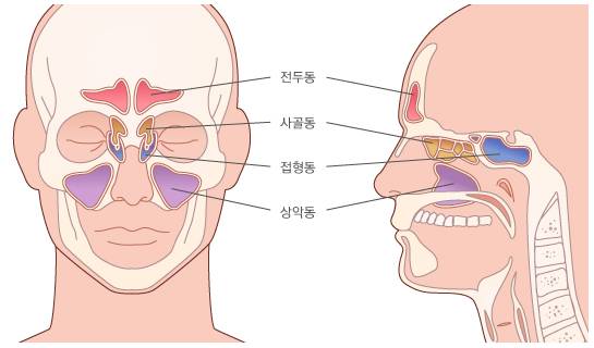 부비동의 구조. /그림=서울대병원