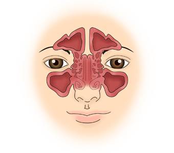 부비동. /그림=서울아산병원