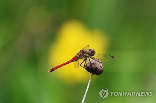 고추잠자리 [연합뉴스 자료사진]