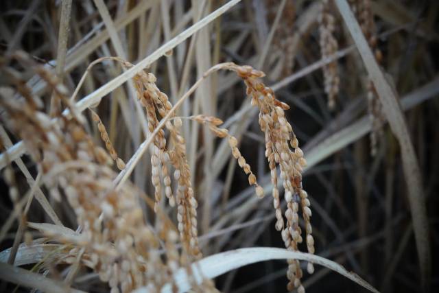 벼가 흰쌀이 될 때까지 여러 단계를 거치게 된다. 우선