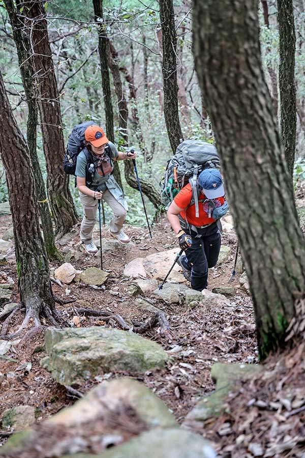 팔봉산으로 오르는 숲길. 태안 구간에선 대부분의 숲이 곰솔이었다.