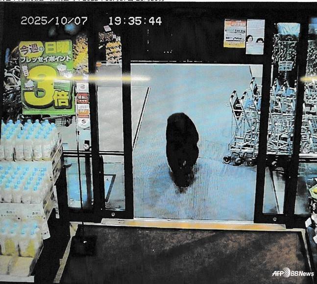 일본 누마타의 한 건물에 출몰한 곰(기사 내용과는 무관). /AFPBBNews=뉴스1