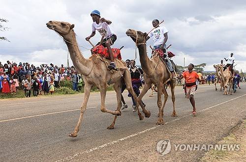 케냐의 낙타 경주 [EPA 연합뉴스 자료사진. 재판매 및 DB 금지]