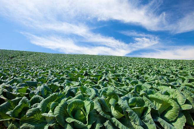 정선은 단단하고 당도가 높은 무가 자란다. 사진=클립아트코리아