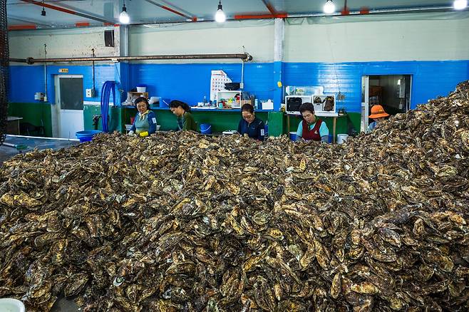 굴은 까도, 까도 끊임없이 쏟아졌다. 와르르, 와르르. /이건송 영상미디어 기자