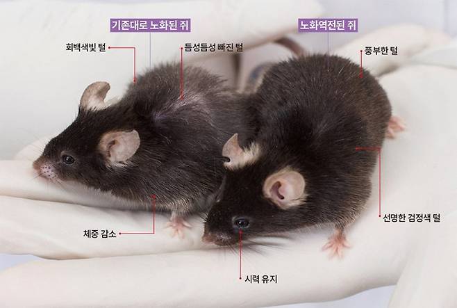 2023년 데이비드 싱클레어 미국 하버드대 의대 교수팀은 생쥐 실험을 통해 유전자 발현 오류를 바로잡아 노화를 억제하고 되돌릴 수 있음을 국제학술지 '셀(Cell)'에 발표했다. 싱클레어 교수는 앞서 선천적 유전자에는 이상이 없지만 발현 과정에서 오류가 생겨 노화가 발생할 수 있다는 사실을 입증했다. 이에 발현 과정에서 생기는 오류를 정정한 것이다. 싱클레어 교수는 “고장 난 컴퓨터를 껐다가 다시 작동시키는 재부팅과 같다”라고 설명했다. 하버드대 제공