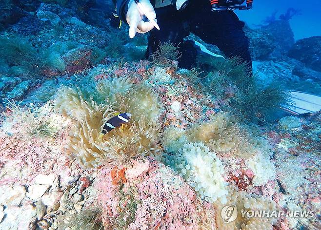 펄펄 끓는 제주바다…'니모' 둥지 말미잘도 집단폐사 (서귀포=연합뉴스) 2024년 10월 14일 제주 서귀포시 보목동 섶섬 10여미터 수중에 서식하던 말미잘 군락의 일부가 하얗게 변해 죽어가고 있다. 흔히 니모로 알려진 흰동가리는 말미잘과 공생관계로 말미잘 군락은 흰동가리 생존의 필수요소다. [연합뉴스 자료사진]